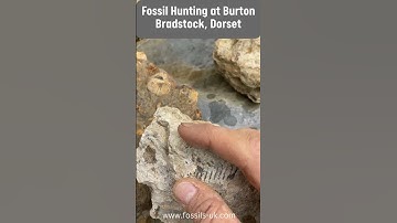 Fossil Haul From Burton Bradstock, Dorset #fossil #jurassic #beach
