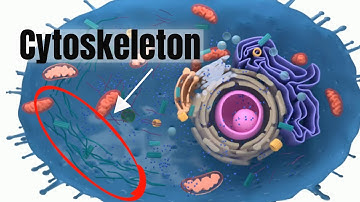 Cytoskeleton: The skeleton of the cell PLUS MORE