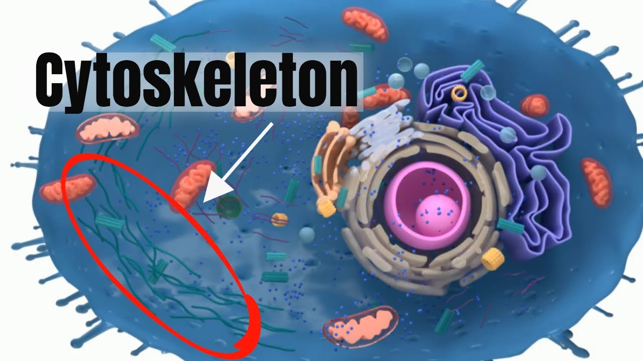 Cytoskeleton: The skeleton of the cell PLUS MORE
