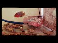 #fish #FlowerhornFish #aquariumfish #colourfulfish