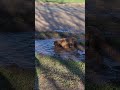 Mud Adventure with Miley and Pepper.  #viral  #shorts  #shortsvideo #funny  #funnyshorts #youtuber