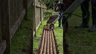 Growing Hundreds of Tulips for Spring Flowers