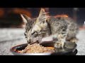 ガリガリの子猫に給餌したら死に物狂いで食べて甘えてきてナデナデした 野良猫