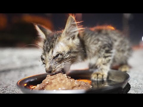 ガリガリの子猫に給餌したら死に物狂いで食べて甘えてきてナデナデした 野良猫