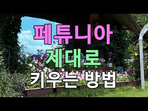 페튜니아(페츄니아, 피튜니아) 잘 키우기