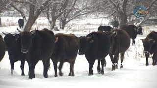 АУЫЛДАҒЫ АҒАЙЫН - КӨКӨЗЕК АУЫЛЫ (САРҚАН АУДАНЫ) 12.12.20