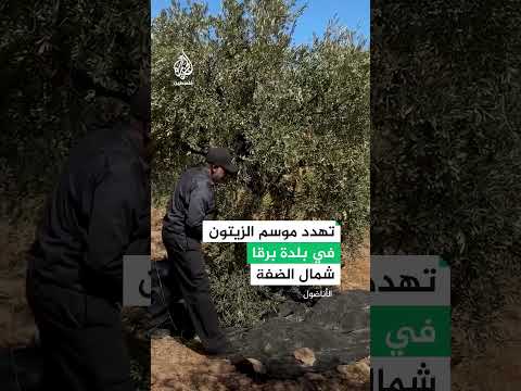 هجمات المستوطنين تهدد موسم الزيتون في برقا بالضفة الغربية