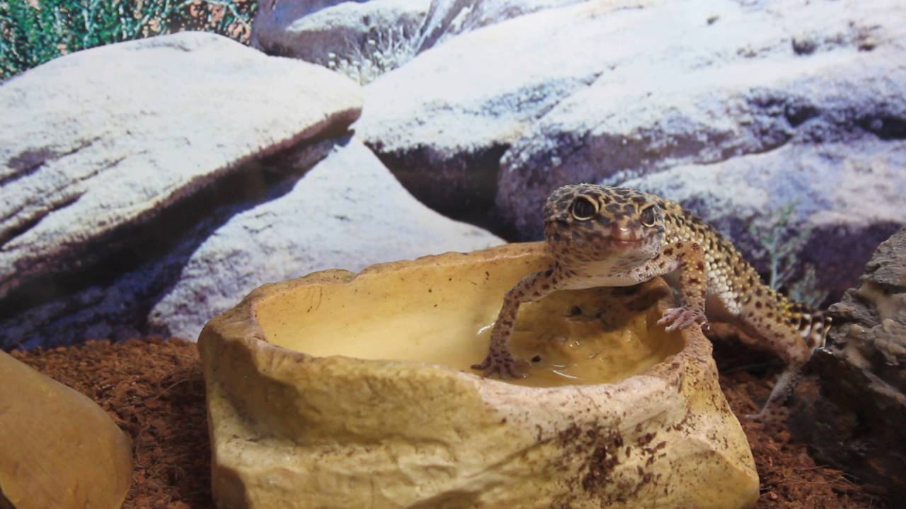 petco hours How Do Leopard Geckos Drink?