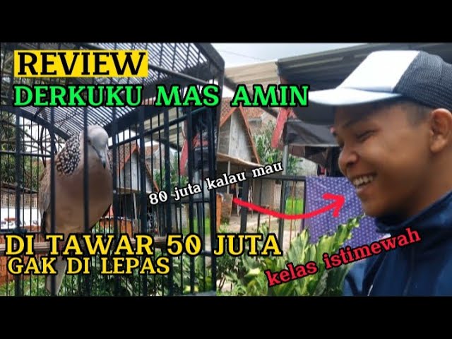 REVIEW DERKUKU TERMAHAL MILIK MAS AMIN DI TAWAR 50 JUTA class=