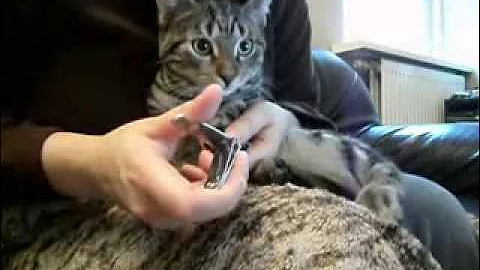 Watch the video about Nagel knippen kittens / cutting nails of kittens