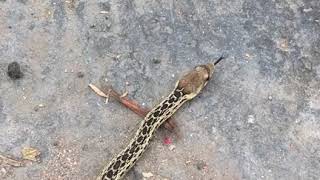 snek