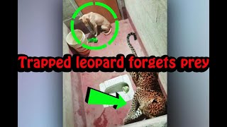 Trapped leopard forgets prey