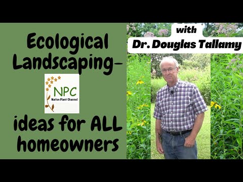 Video: Douglas Aster Plant Care: aprenda sobre el cultivo de Douglas Asters en el jardín