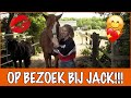 Hoe gaat het nu met Jack? | PaardenpraatTV