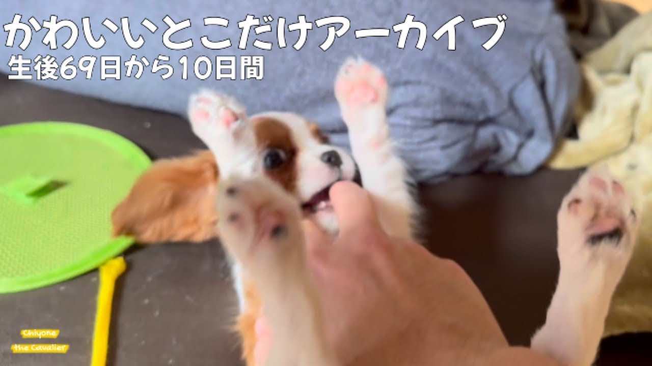  【子犬】かわいい盛りで無敵のちー、生後69日から10日間の幸福なとこだけアーカイブ / 回顧録 特別編【北海道暮らし キャバリア】