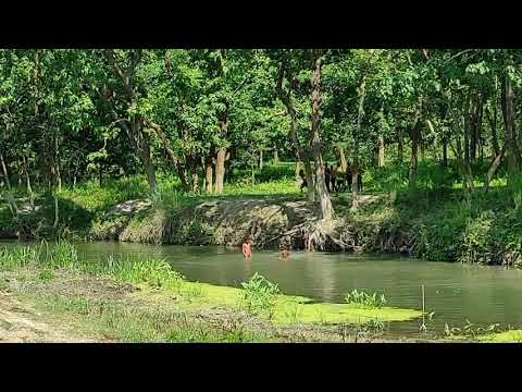 river bath /village/children/Bihar/village life/village natural water park /swimming/scary swimming
