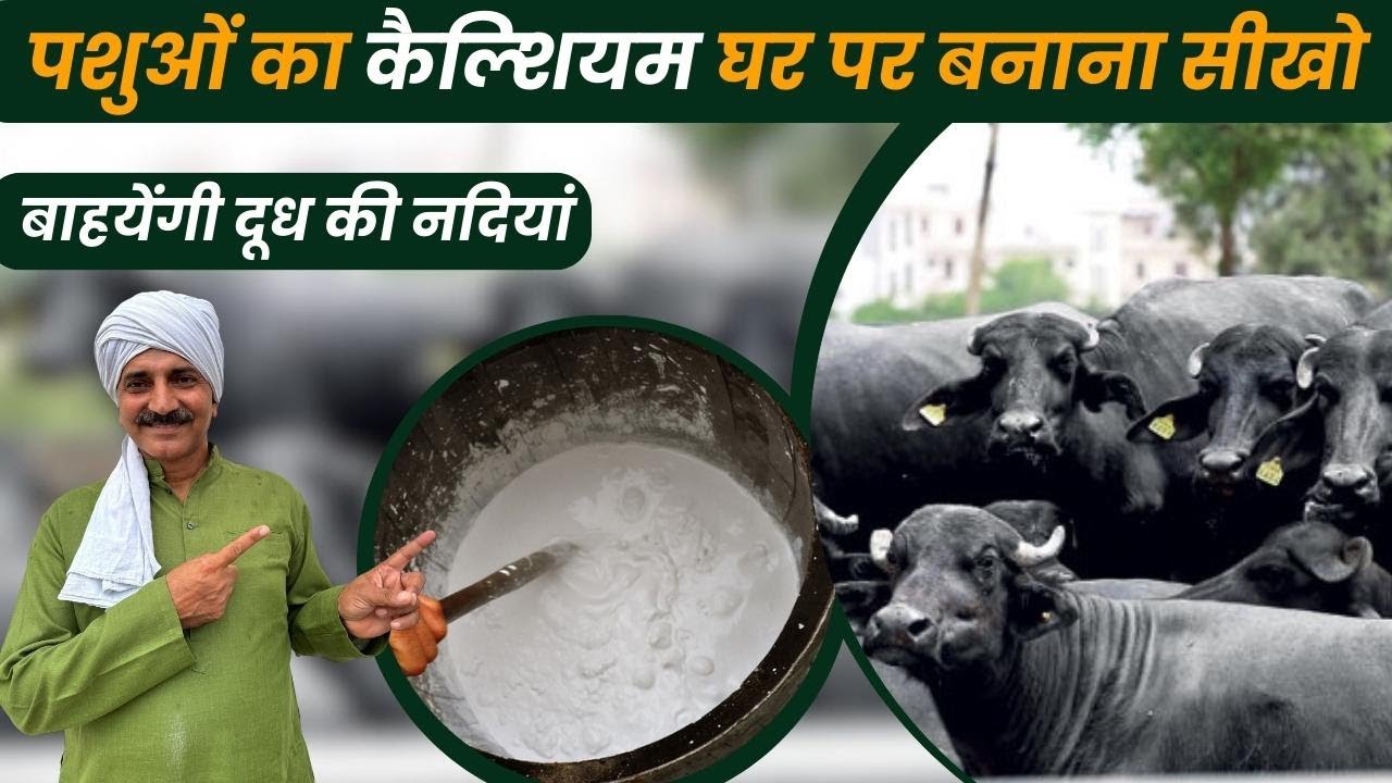पशुओं के लिए घर पर कैल्शियम बनाने की विधि 🐃🐄💯 How to Make Calcium at Home