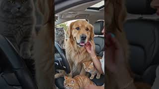 #puppy #usashorts#mexico #22222 #frends #italy #usashorts #love_status #copadomundo #texas #arizona#