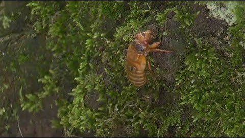 Protect your trees! Billions of cicadas are coming after 17 years