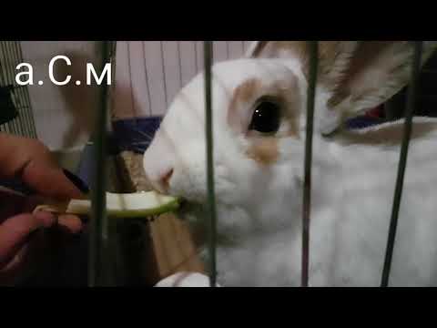 Видео: Дегенеративно заболяване на ставите (DJD) при зайци