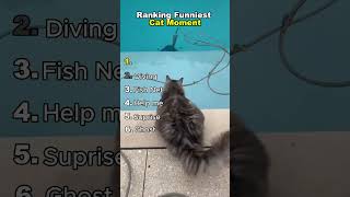 Ranking funny Cat Moments