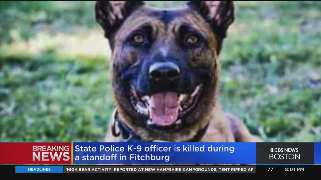 State Police K9 shot and killed during Fitchburg standoff YouTube
