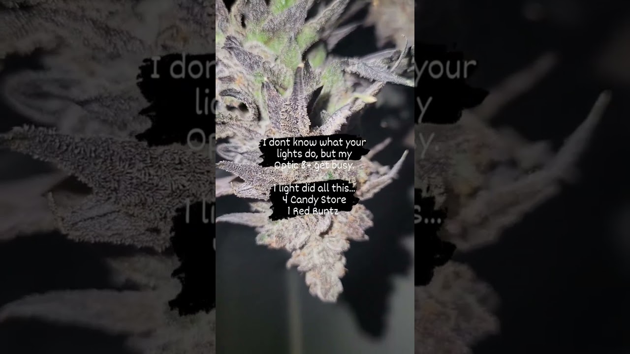 Harvesting Cannabis - Premium flower grown under Optic 8+ @magical_mufuckas