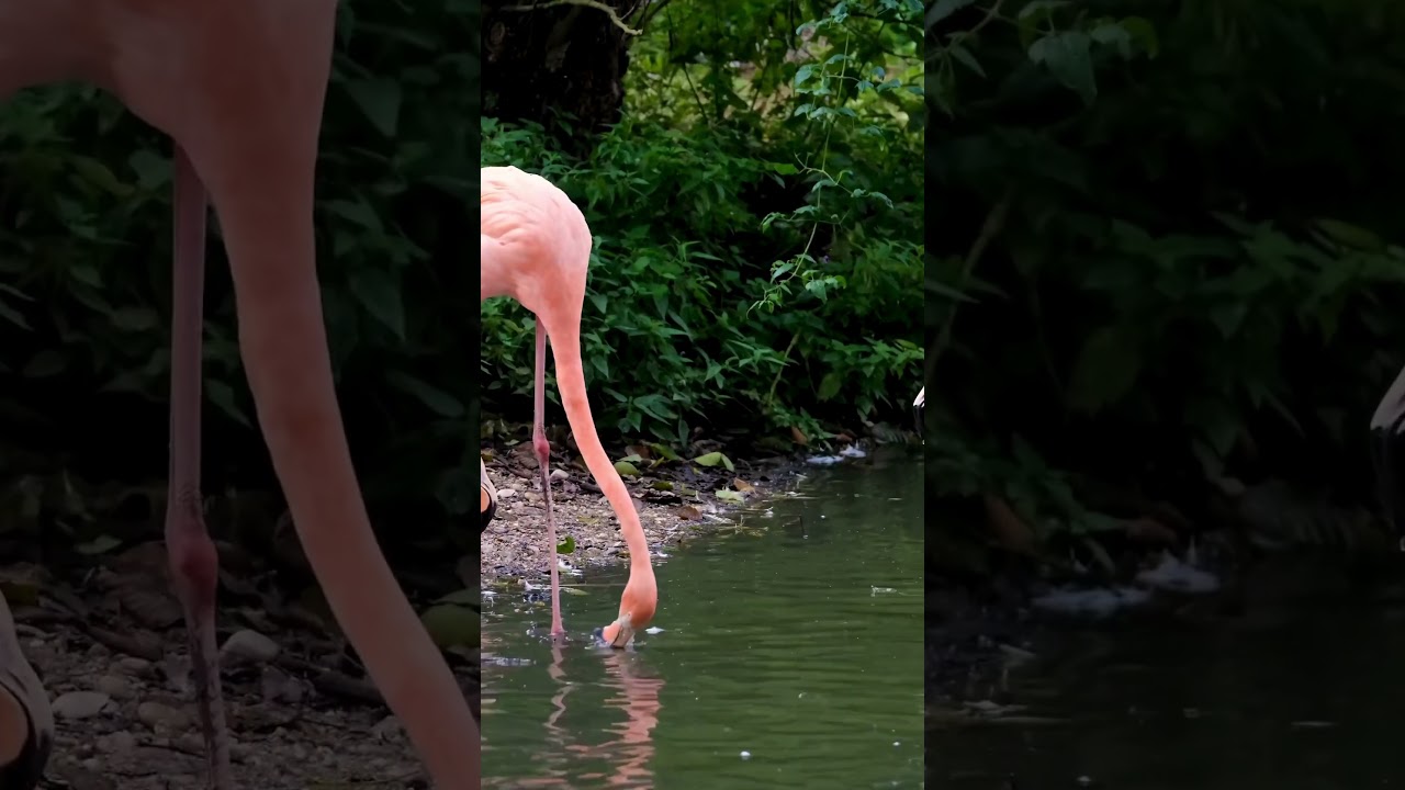 Upside Down Dining Flamingos' Unique Feeding Behavior