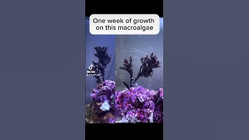Impressive growth on this macroalgae algae in my fish and coral nano reef tank