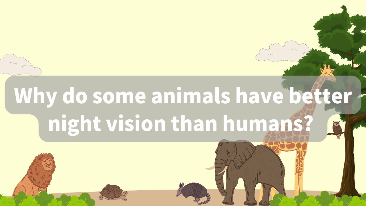 Why do some animals have better night vision than humans? sciencefacts