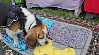 Hound on a Mission — Snuffle Mat Scent Trail | FurEver Yours Hound on a Mission — Snuffle Mat Scent Trail | FurEver Yours
