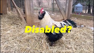 What Happens When You Remove A Rooster’s Spurs?
