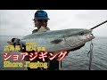 蒲刈群島のショアジギング