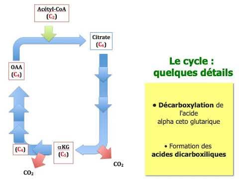 Vidéo: Qu'est-ce que le cycle de Krebs en termes simples ?