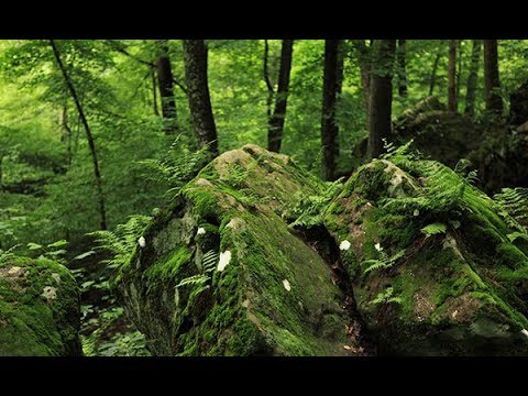 Video: Missä ferne clyffe State Park on?