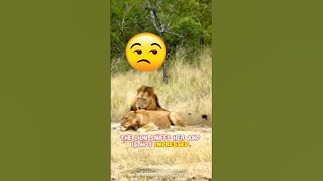 Lioness Tries To Mate With Lion 🦁