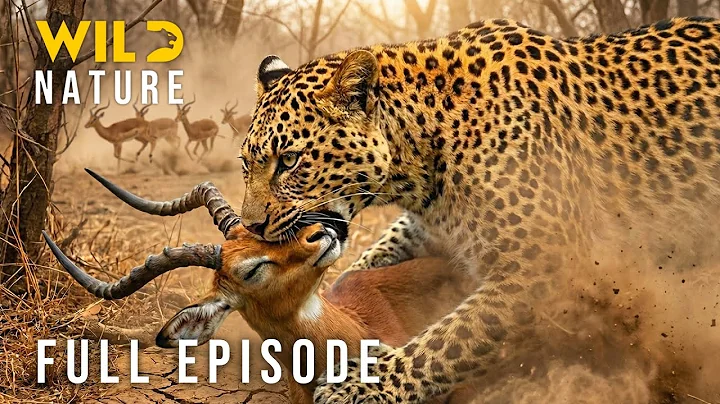 WILD CONGO - Where Only the Strong Survive (Full Episode) I Nature Animal Documentary