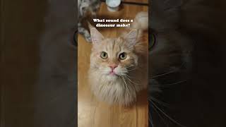 Buster Sounds Like a Dinosaur! #mainecoon #cat #dinosaur