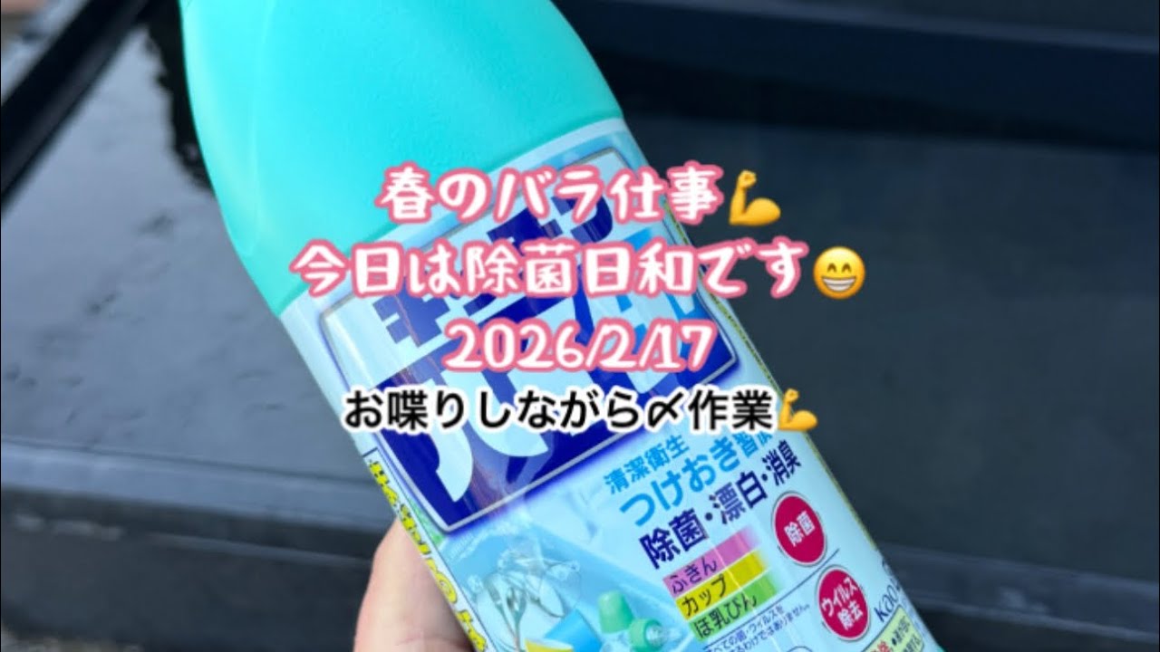 🌹2026春のバラ仕事💪 今日は除菌日和です😁 2026/2/17