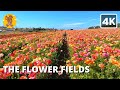 The Flower Fields Walking Tour | Carlsbad, San Diego {4k} 🔊 Binaural Sound