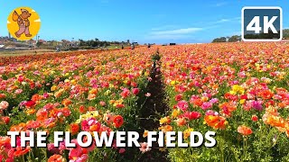 Details The Flower Fields Walking Tour | Carlsbad, San Diego 4k 🔊 Binaural Sound Guide