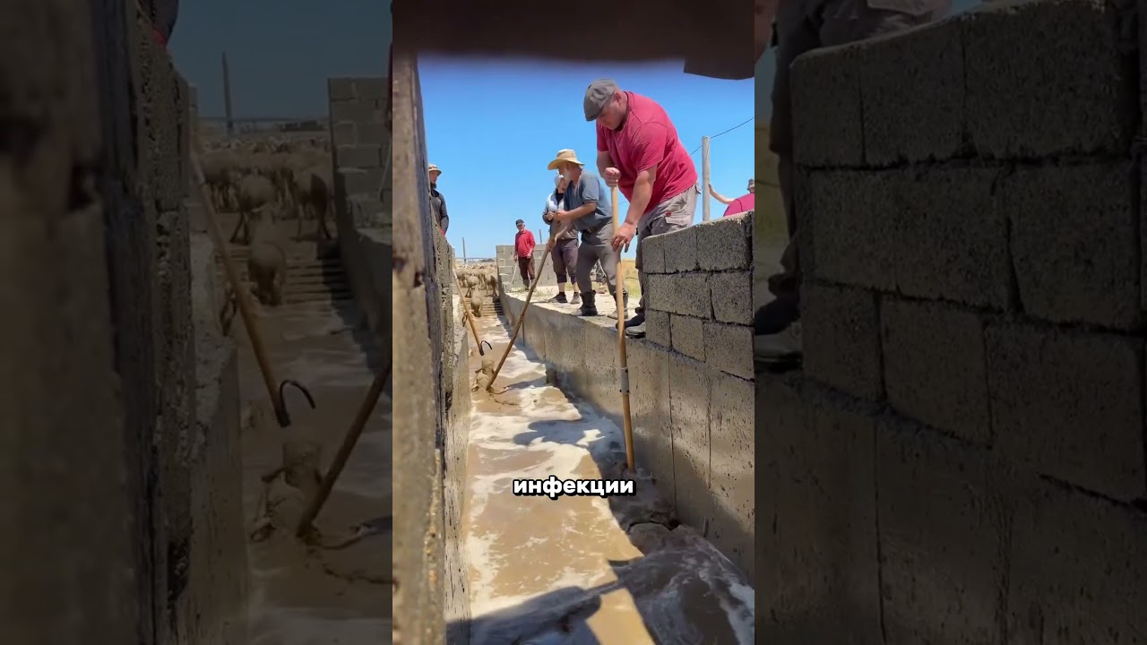 🔥 КАК МОЮТ ОВЕЦ ОТ ПАРАЗИТОВ 🐑💦