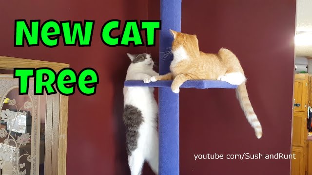 kitty city cat furniture