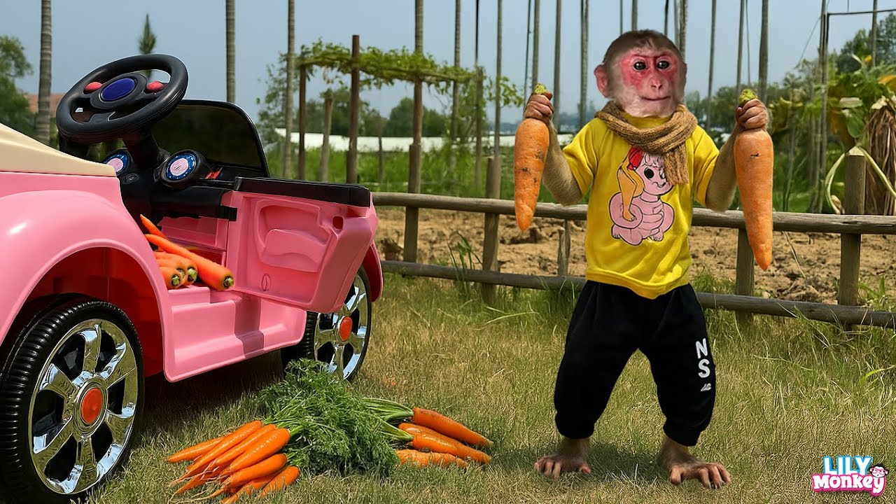 Wow! Supergirl Lily drives to the garden to help dad transport carrots home | Lily's story