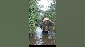 Thăm Lờ Dính Ổ Cá Trê Lai Trong Rừng Tràm Nước #shorts #thămlờcá #cátrêlai #bắtcátrêlai