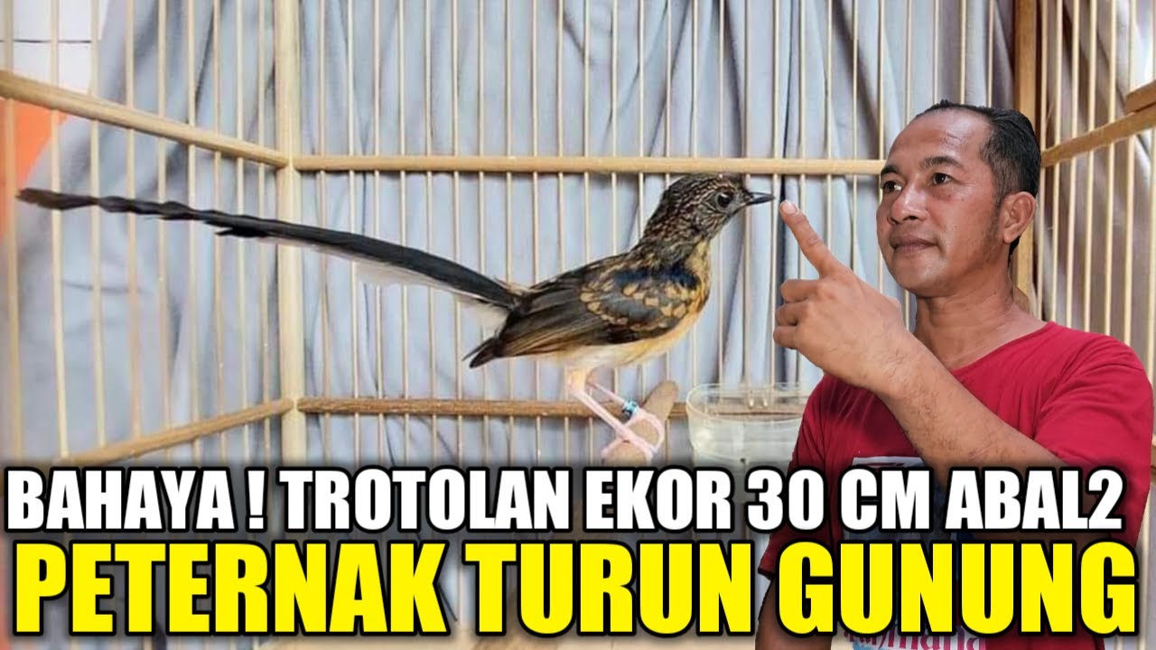 STOP ! JANGAN BELI MURAI TROTOLAN TRAH 30 CM KALAU BELUM TONTON VIDEO INI