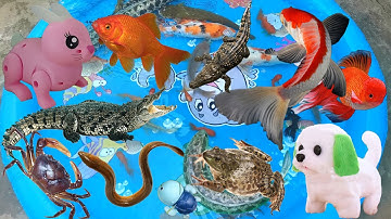 Bạn Cún Đi Bắt Cá Về Thả Bể Mới, Bắt Được Cá Koi, Cá Chuối, Cá Vàng, Đuổi Vịt Bắt Cá Sấu, Cua, Lươn