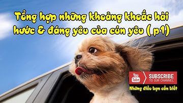 Những khoảng khắc hài hước và đáng yêu nhất của cún cưng ( P1)