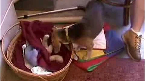 Video 11297181: bengal kitten born, mother bengal, kitten adoption, kittens dog