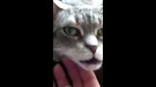 Mama's Home!!-BlogPaws 2013